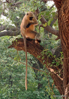 Langur amputé -  Inde